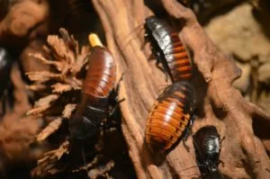 Insektendealer Berlin Futterinsekten Schaben